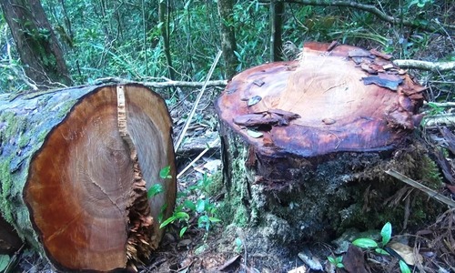 This image has an empty alt attribute; its file name is rung-bi-cs-don.jpg